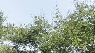 VT083448