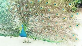 Peacock Cute video, This Peacock Video is So Beautiful P17