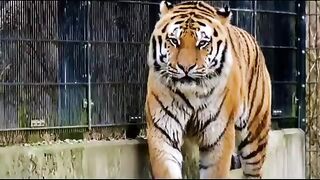 Herbivores - Cow, Sheep, Elephant, Cat, dog, Horee, Goat -Animal Sounds