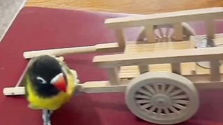 Smart and funny bird
