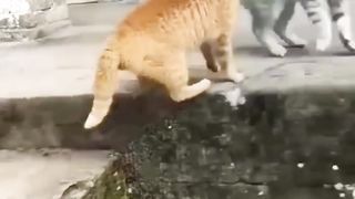 Cat fight 2