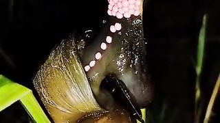 how do snails lay eggs