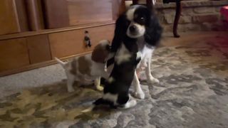 Playing with Puppies Early in the Morning