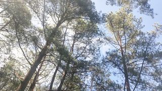 Pine trees 2