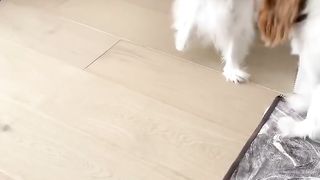 Cavalier King Charles puppy knows how to push buttons