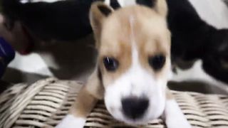 Beagle Pups Sit Down for a Treat!
