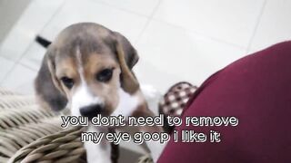 When Beagle Puppies distract you from watching Netflix