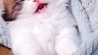 cute cat 7