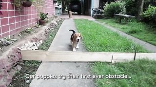 Beagle Pups try out their first Obstacle!