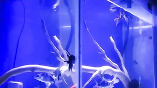 Crystal clear aquarium with lots of fish