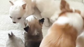 4 week old Chihuahua puppies at the milk bar