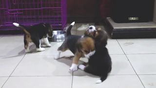 Beagle Puppies sound funny when they're angry (4 week old beagles)