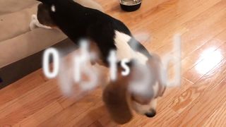 18 sounds a beagle makes in under 4 minutes