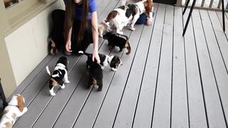 Basset Hound Puppies