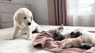 Golden Retriever Puppy Reacts to Baby Kittens [Cuteness Overload]
