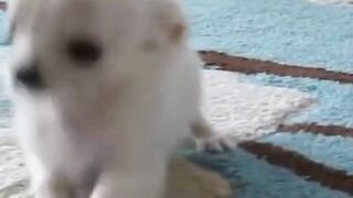 Chihuahua puppy pal