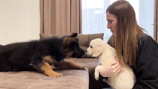 German Shepherd Puppy Meets Golden Retriever Puppy for the First Time!