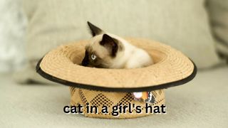 cute  cat 16