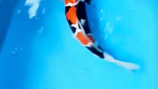 Kontes Ikan Koi