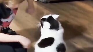 Funny cat playing with baby