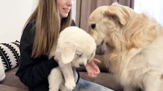 Golden Retriever Reacts to Golden Retriever Puppy