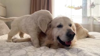 What does a Puppy do when a Golden Retriever ignores him