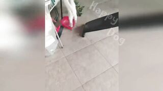 New Funny Videos 2023 ???? Cutest Cats and Dogs ???????? Part 16