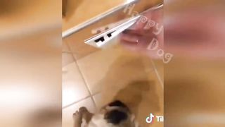 New Funny Videos 2023 ???? Cutest Cats and Dogs ???????? Part 17