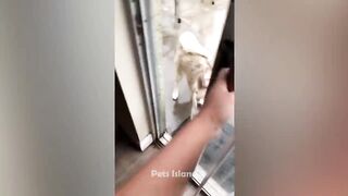 Animals Getting Scared Over Nothing ???? [Funny Pets