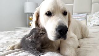 Golden Retriever and New Tiny Kitten First Steps to Become Friends!