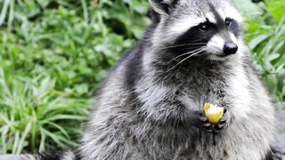 Animals You Never See Hairless