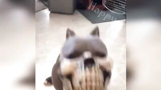 New Funny Videos 2023 ???? Cutest Cats and Dogs ???????? Part 18