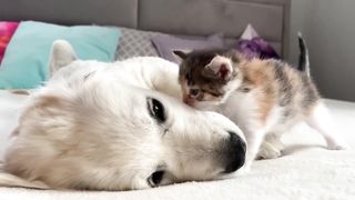 Poor Golden Retriever Puppy Attacked by Cute Tiny Kitten