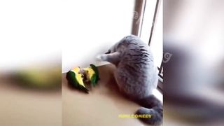 New Funny Videos 2023 ???? Cutest Cats and Dogs ???????? Part 19