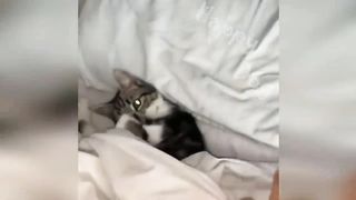 New Funny Videos 2023 ???? Cutest Cats and Dogs ???????? Part 20