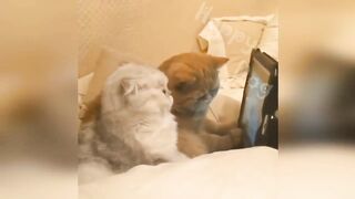 New Funny Videos 2023 ???? Cutest Cats and Dogs ???????? Part 21