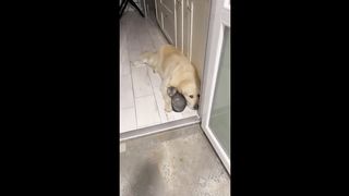 Golden Retriever and Kitten are Inseparable Friends