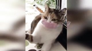 New Funny Videos 2023 ???? Cutest Cats and Dogs ???????? Part 22