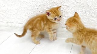 Kittens fighting - mother cat punishes her kittens