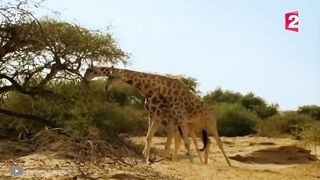 100 Craziest Animal Fights of All Time 2023