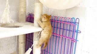Little ginger kitten learns to explore and overcome fears