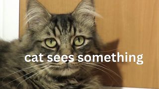 cute cat 8