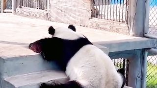 Panda pets