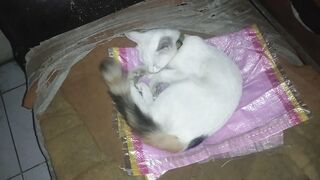 Little cat sleeping