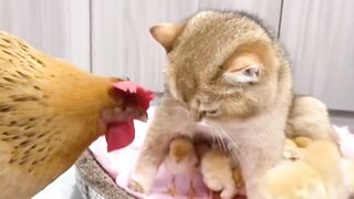 Cat and chicken 2