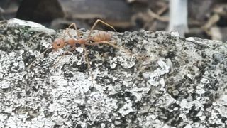 ant activity