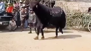 India animal