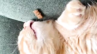Sleeping cat fed
