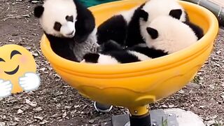 panda cub while playing