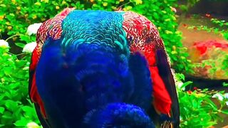 Beautiful peacock 3